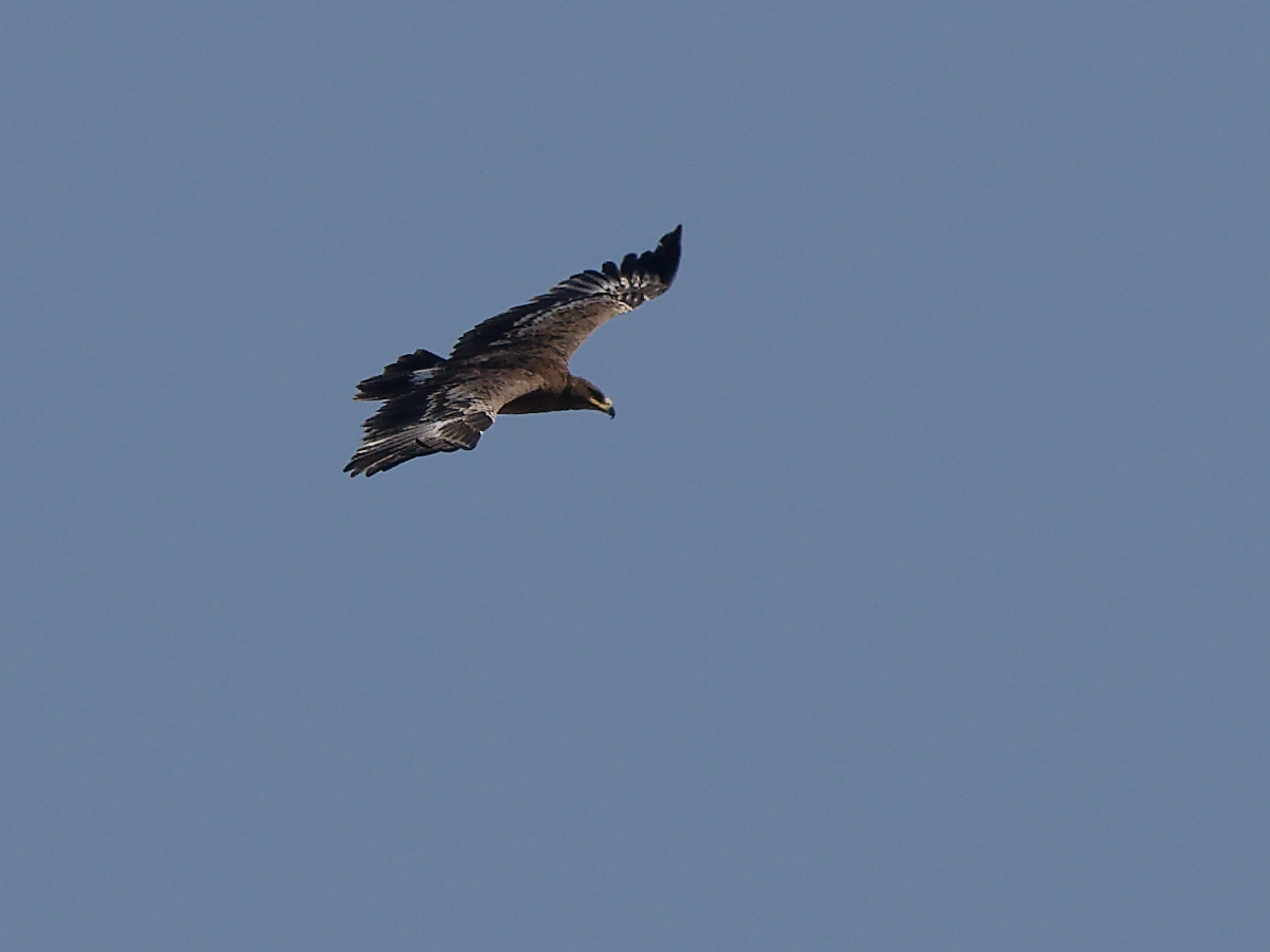 Aquila nipalensis / Steppe eagle / Steppearend